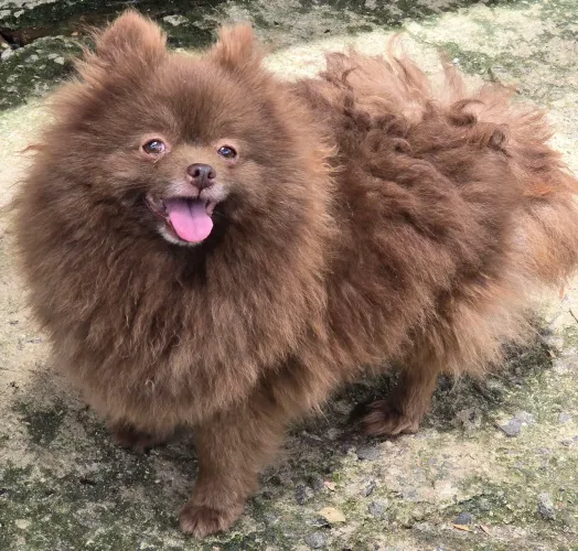 Lulu da Pomerânia fêmea adulta proximo do cio