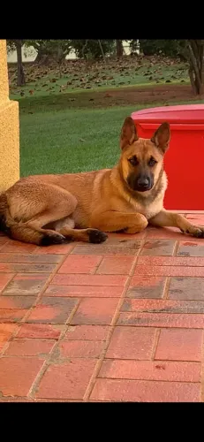 Doação de pastor belga malinois/canicorso
