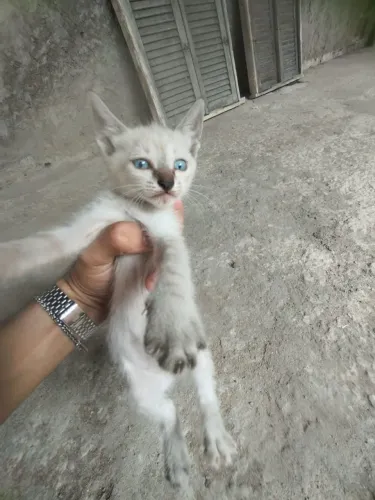 Gatinhos brancos olhos azuis para adoção responsável