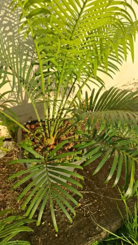 Planta Cica