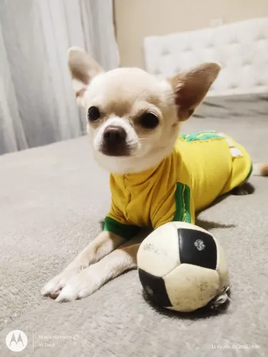 Chihuahua macho procura namorada 
