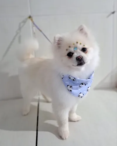Lulu da Pomeranea Spitz Anão