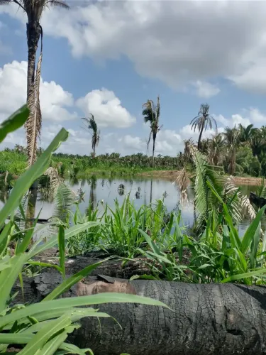 FAZENDA À VENDA PRÓXIMO A Itapecuru Mirim | PORTEIRA FECHADA | A 2H DE São Luís