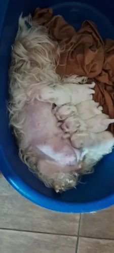 Maltês macho e fêmea