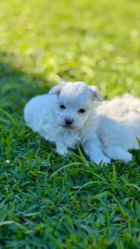 Maltês machinho! Pais com pedigree, canil legalizado e criação responsável. 