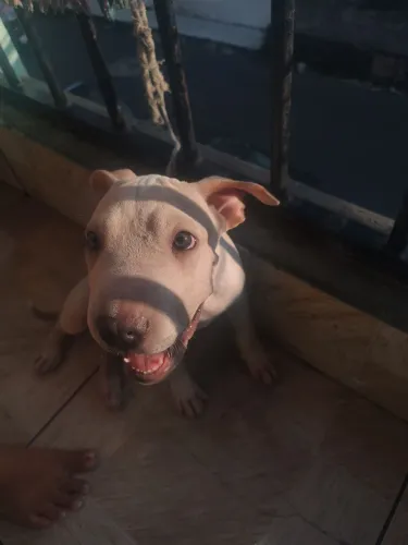 Vendo filhote Pitbull