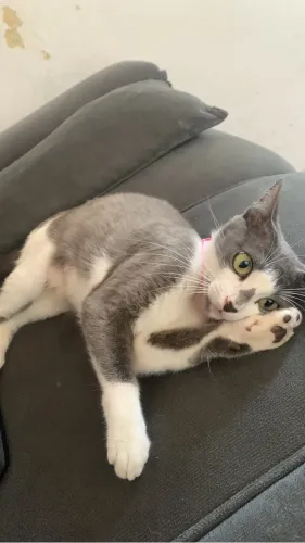 Gata Adulta para adoção