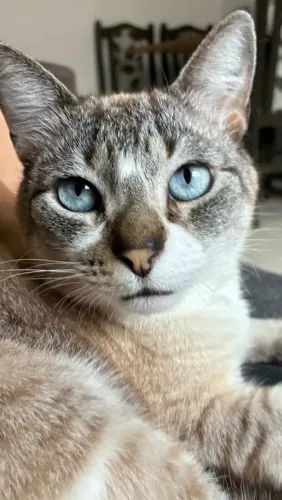 Doa-se gato