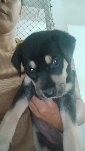 Cachorros