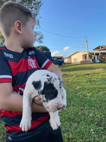 Filhotes de Dogue Alemão 