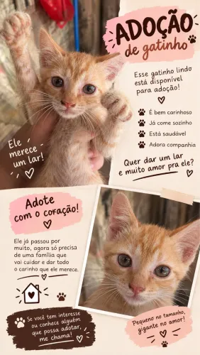 Adoção de Gatinhos!!
