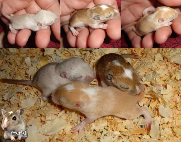 Vendo esquilo da mongolia (Gerbil).