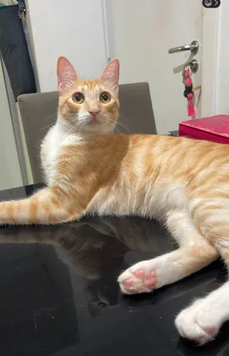 Doação de gatoo