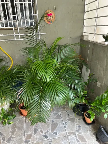 Planta