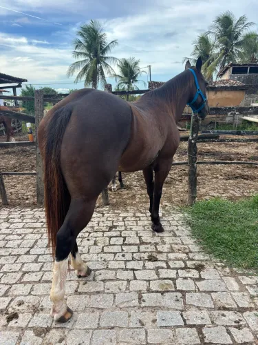 Cavalo