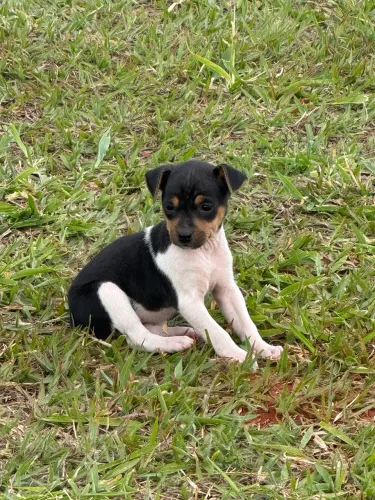 Fox paulistinha