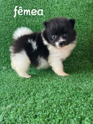 Lulu Pomerânia