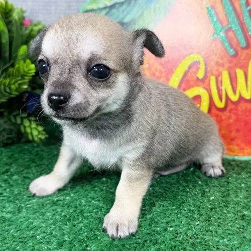 Chihuahua | Vacinado e Vermifugado