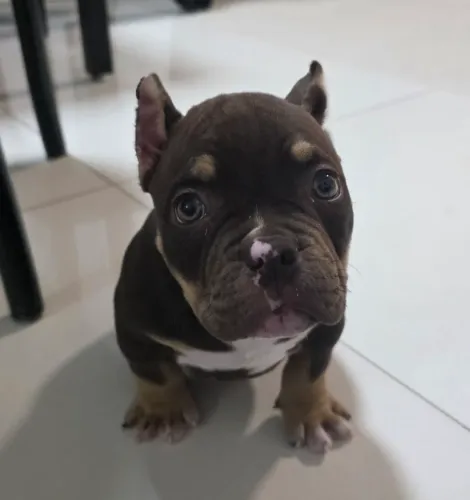 American Bully micro