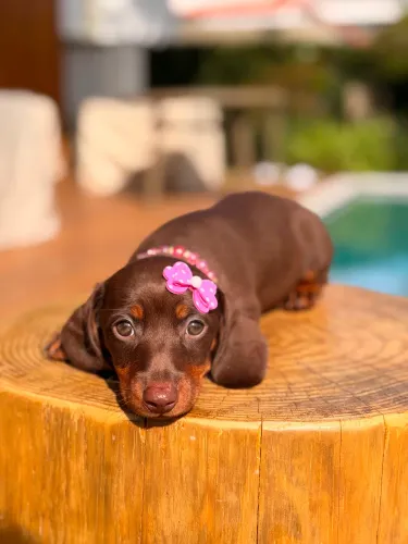 Dachshund Fêmea Chocolate