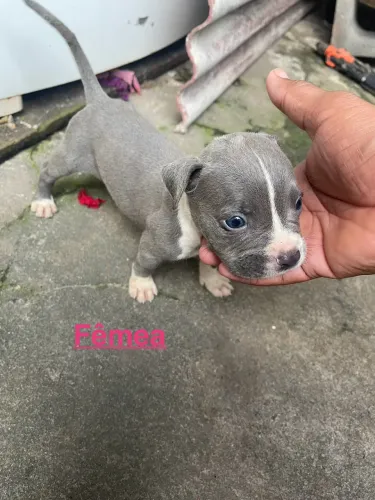 Vendo filhote de pitbull 