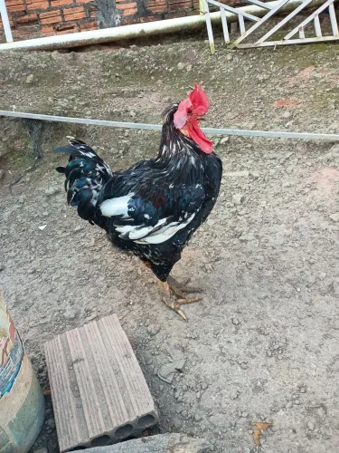 GALO GSB 