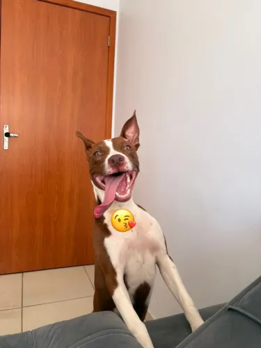 Doação pit fêmea 8 meses