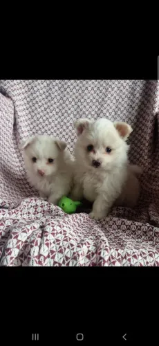 Lindos filhotes de Spitz Alemão 