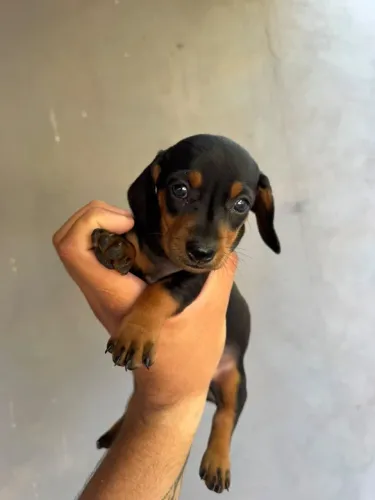 Filhote de dachshund (salsicha) macho