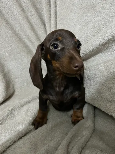 Dachshund fêmea chocolate 