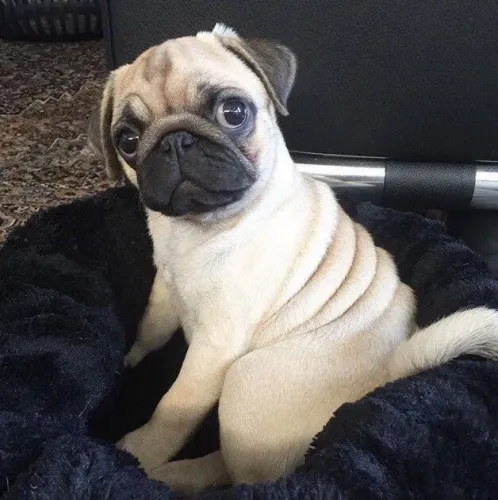 Pug - Campeão Em Arranca Sorrisos