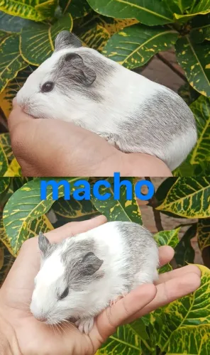 Porquinho da índia