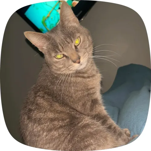 Doação de gatos 