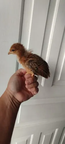 Pintinhos