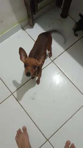 Vende-se uma cachorra