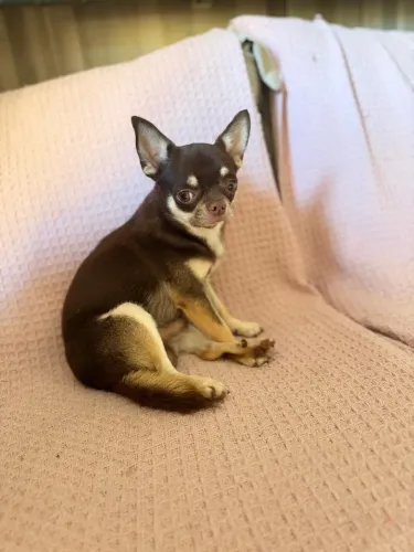 Procuro uma Namorada - Chihuahua