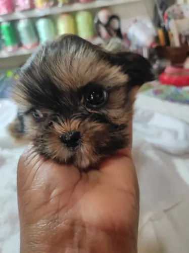 Vendo cachorro 