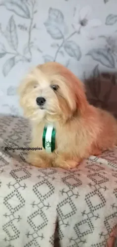 lhasa apso oportunidade unica garanta hoje seu cn, ursinhos puppies !!!1