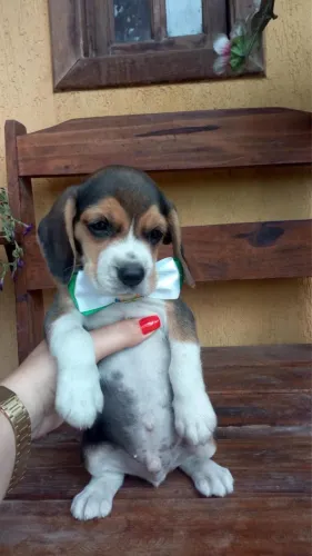 Beagle tricolor Femea 13 polegadas 