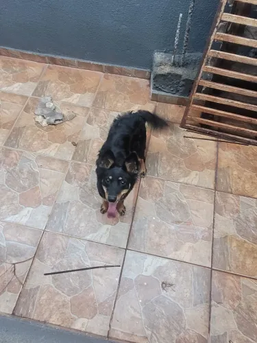 Doação  linda cachorrinha