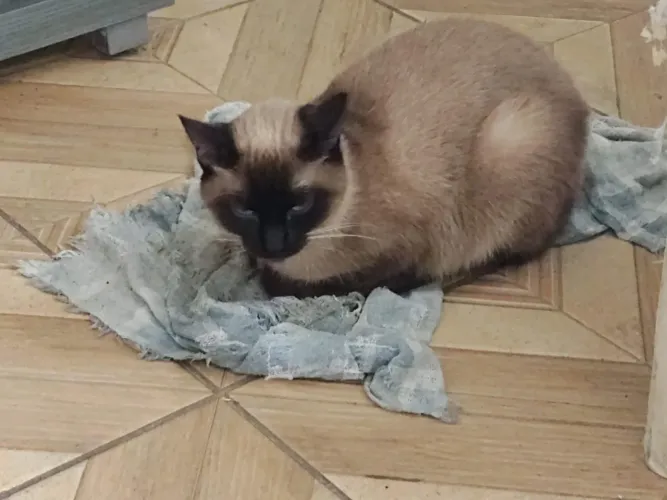 Gata para doação