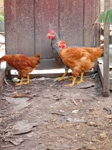 Galinha caipira