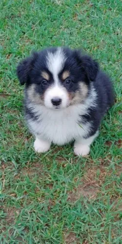 Lindo filhote de border collie (CBKC)