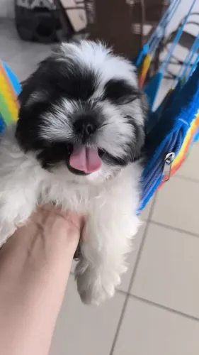 Vendo lindos filhotinhos de shitzu macho 