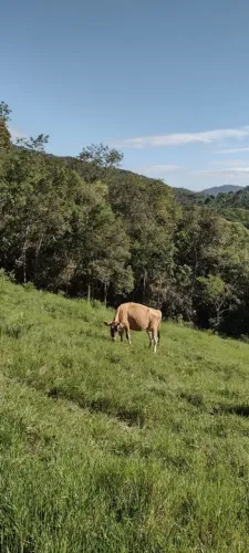 Vaca 