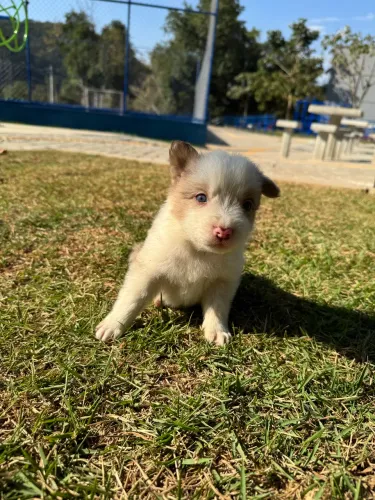 Vende-se Filhotes de Borde collie