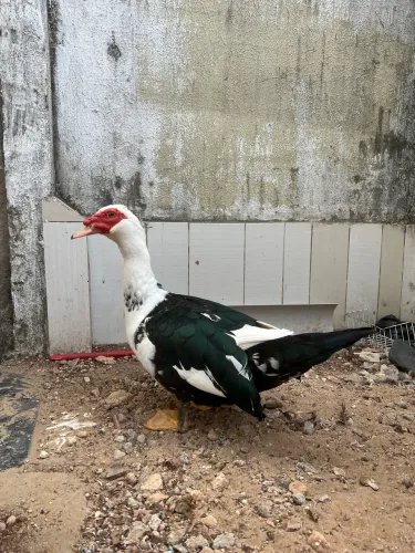 Patos para venda