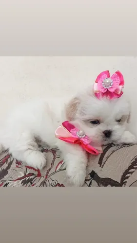 Shih-tzu femea branca com 50 dias vacinada 