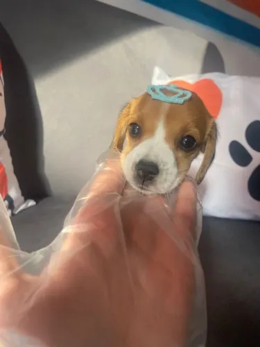 Filhote de Beagle o filhote que nunca deixa a casa sem animação
