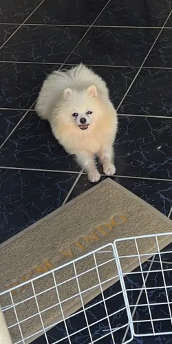 Lulu da pomerania macho a procura de uma namorada